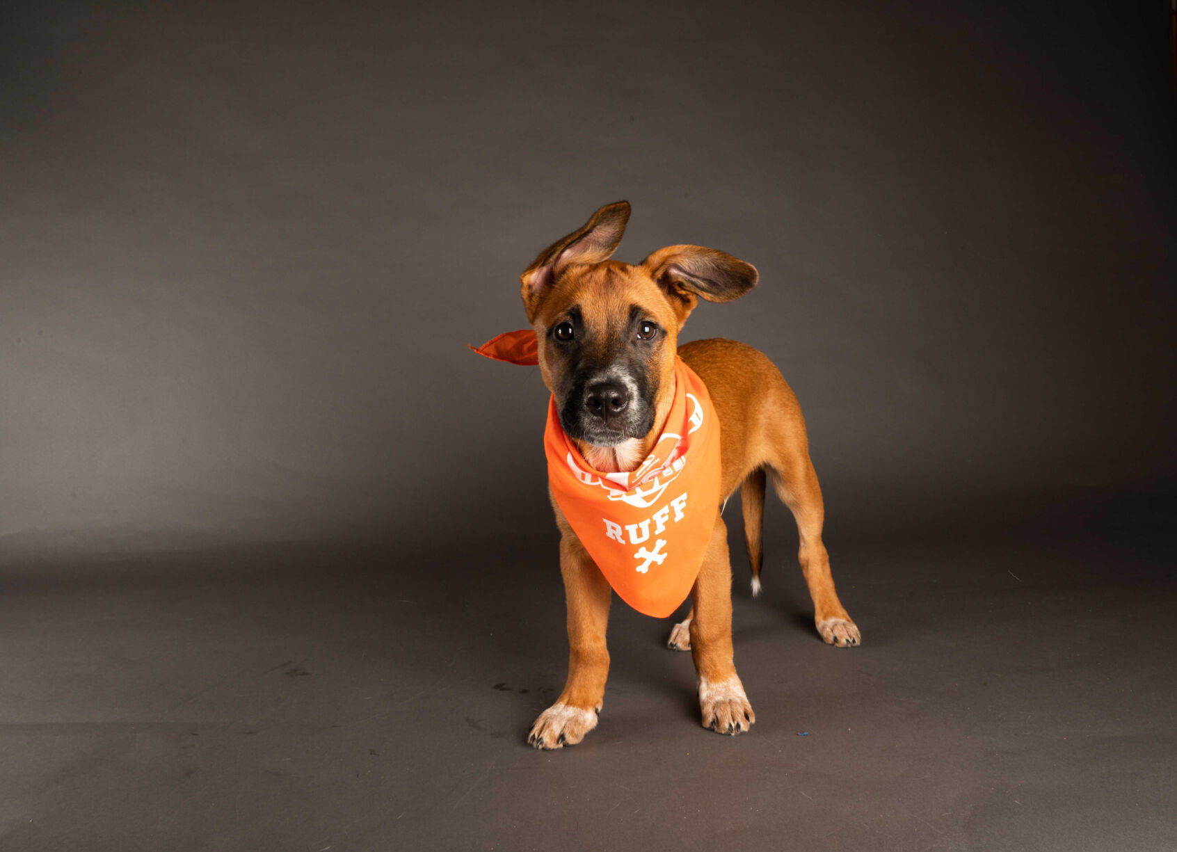 PUPPY BOWL XVII